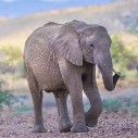 Desert Elephant Conservation