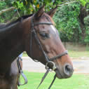 Horse Rehabilitation