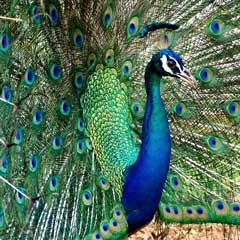 Wild peacocks