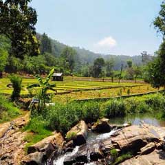 Rice paddies