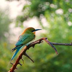 Bee-eater bird