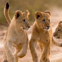 U18 Trip - Big 5 Conservation (age 16-17)