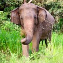 Elephant and Wildlife Conservation