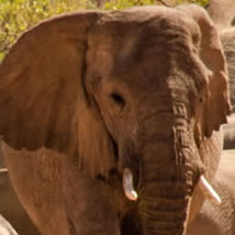 Volunteer with Elephants Abroad